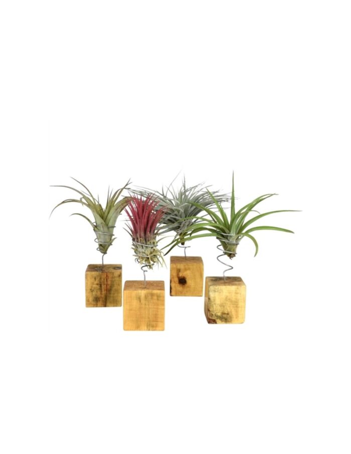 8 Piante di Tillandsia su Blocco di Legno