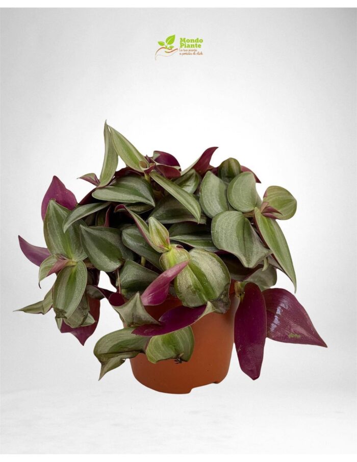8 Piante di Tradescantia Zebr. 'Purpusii' Vaso 12cm