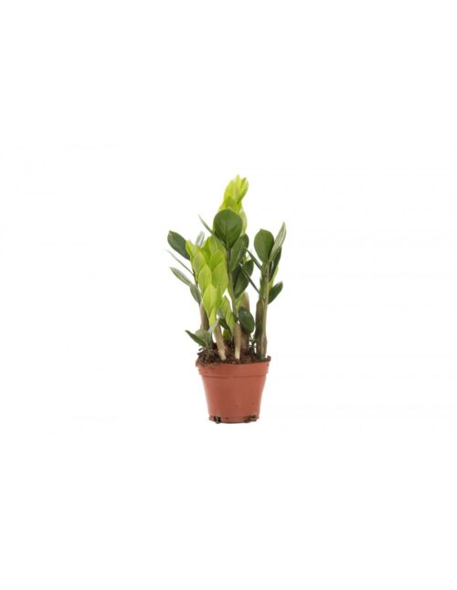 pianta-zamioculcas-zamiifolia