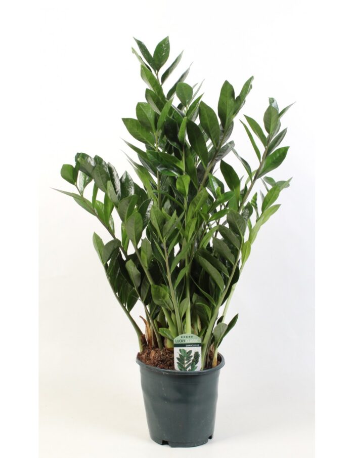 8 Piante di Zamioculcas Zamiifolia Vaso 21cm