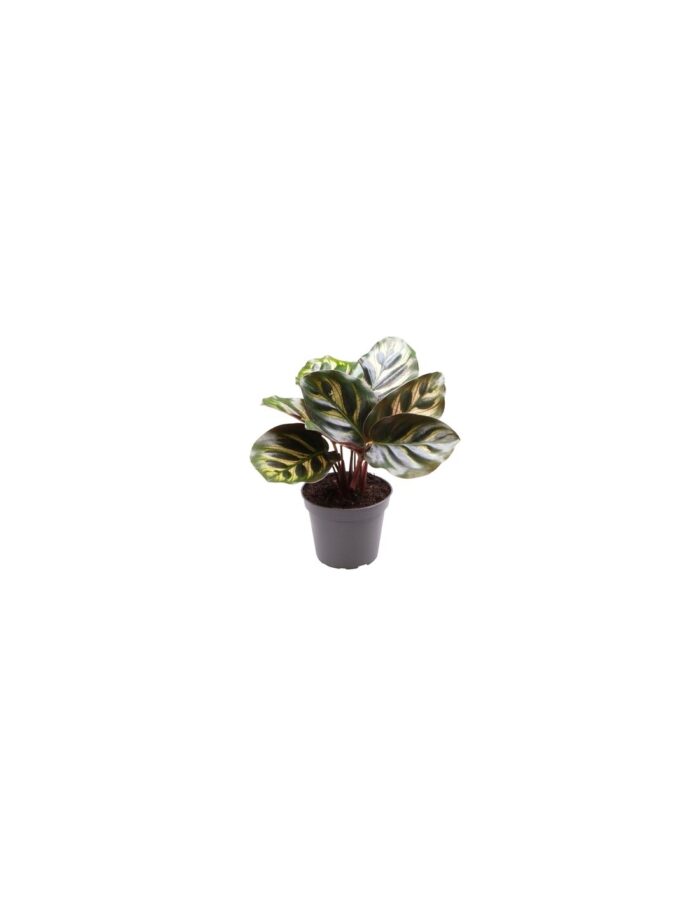 8 Piante di Calathea Makoyana Vaso 6cm