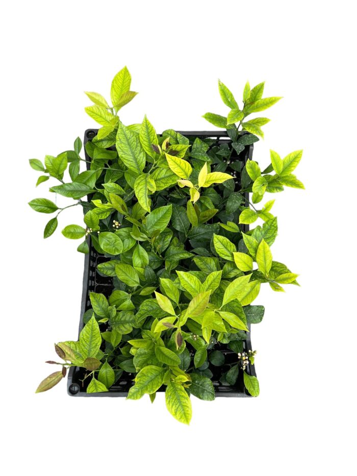 40 Piante Di Limone Vaso 7cm