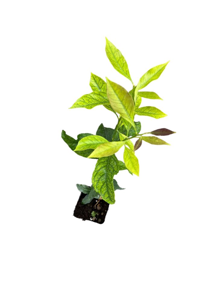 40 Piante Di Limone Vaso 7cm - immagine 2