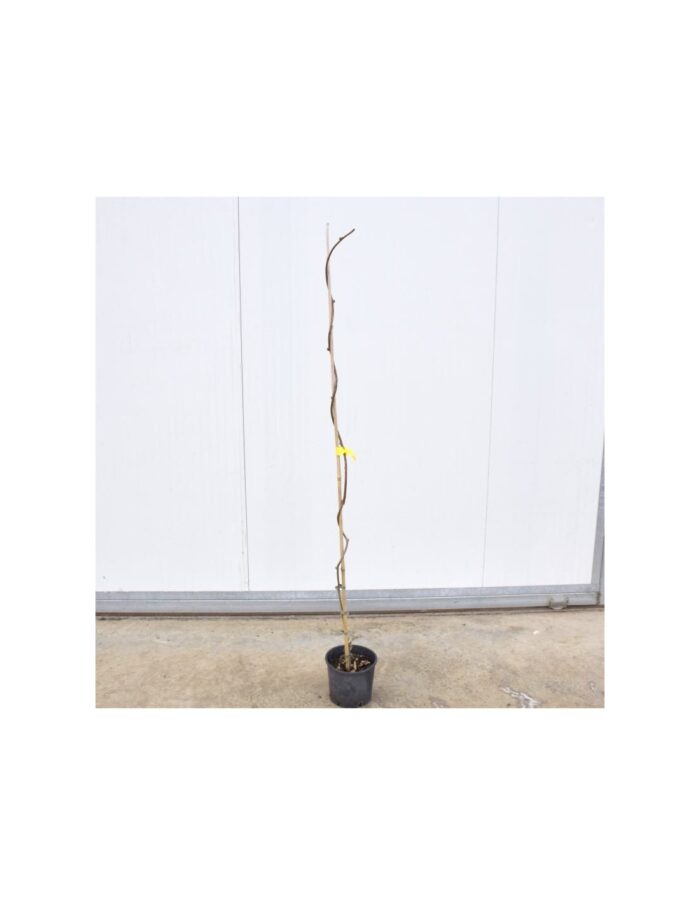 10 Alberi di Kiwi a Polpa Gialla Vaso 16cm