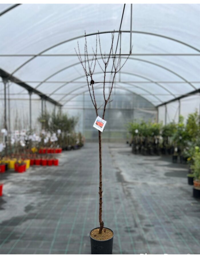 10 Alberi di Albicocco Vaso 24cm