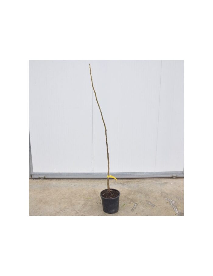 10 Alberi di Noce Comune