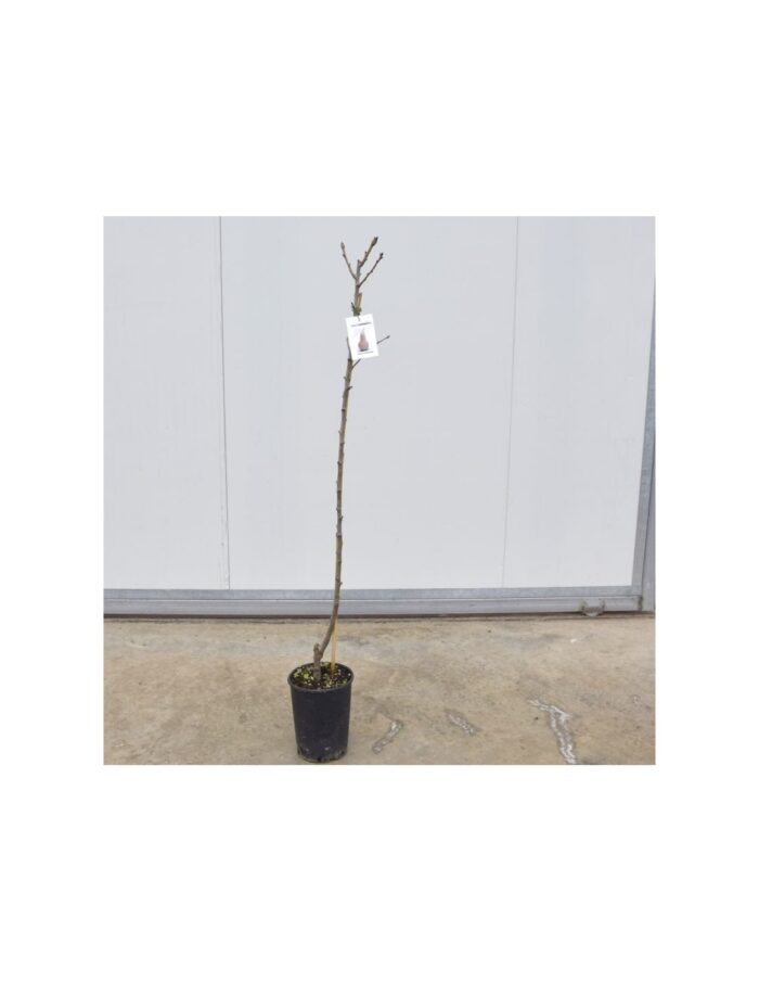 10 Alberi di Pero Kaiser