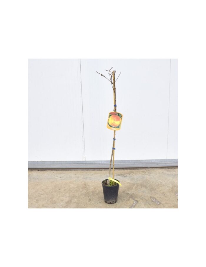 10 Alberi di Pesca Percoca