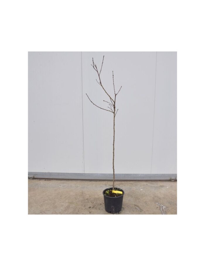 10 Alberi di Pero Spring Crest
