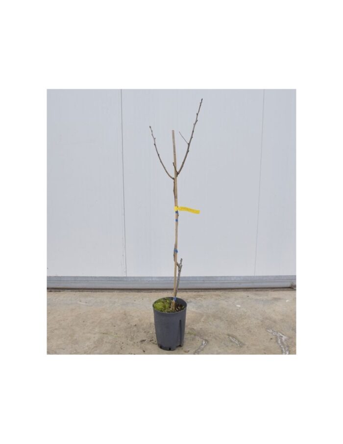 10 Alberi di Pistacchio