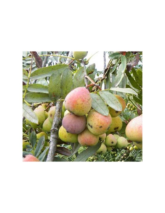 10 Alberi di Sorbo