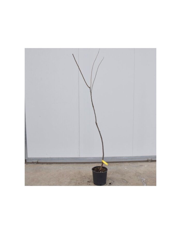 10 Alberi di Susino Stanley