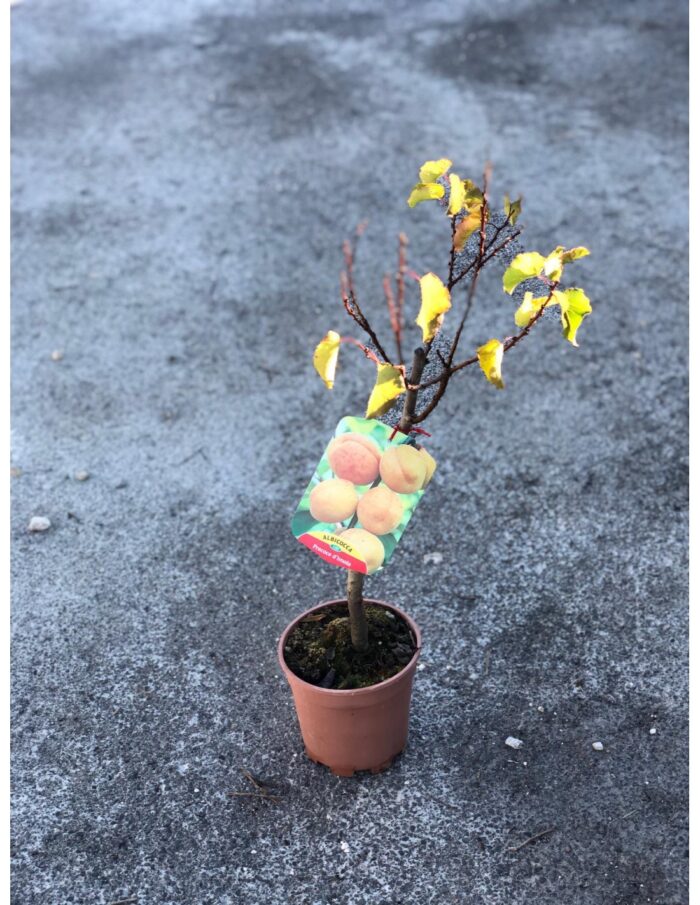 10 Alberi Nani di Albicocco