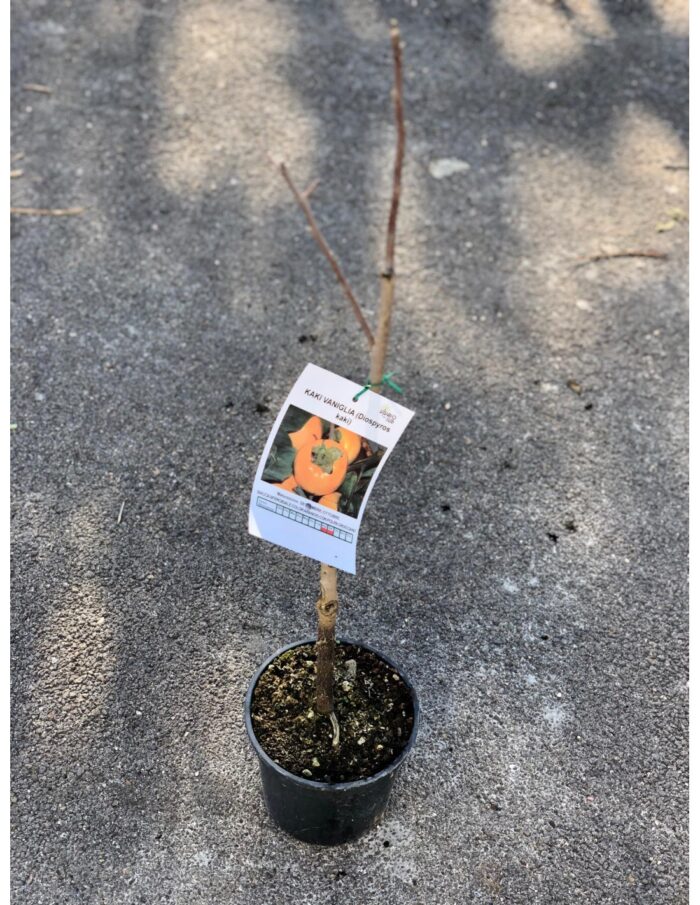 10 Alberi Nani di Cachi