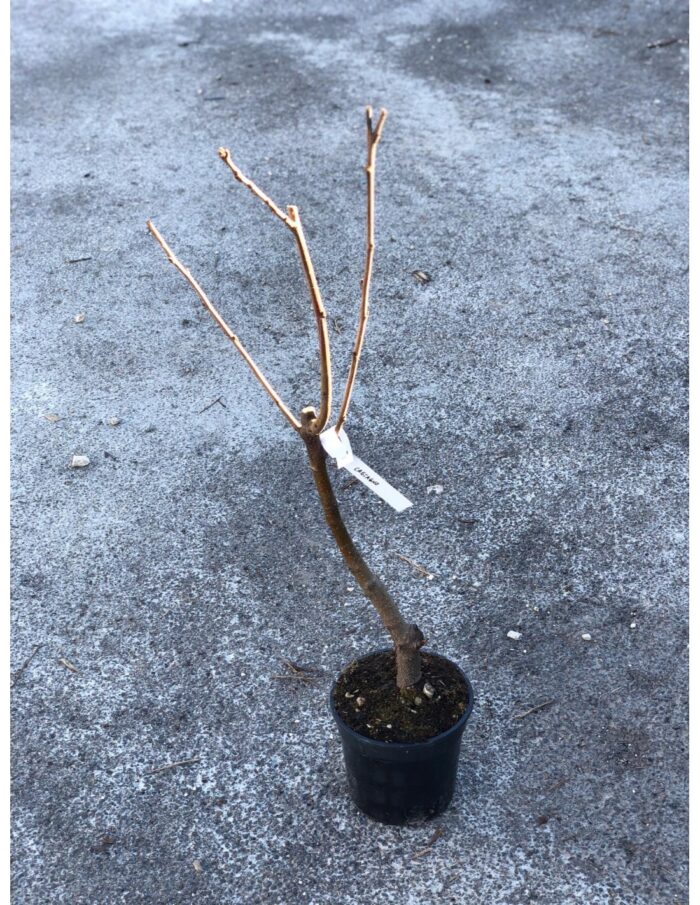 10 Alberi Nani di Castagno
