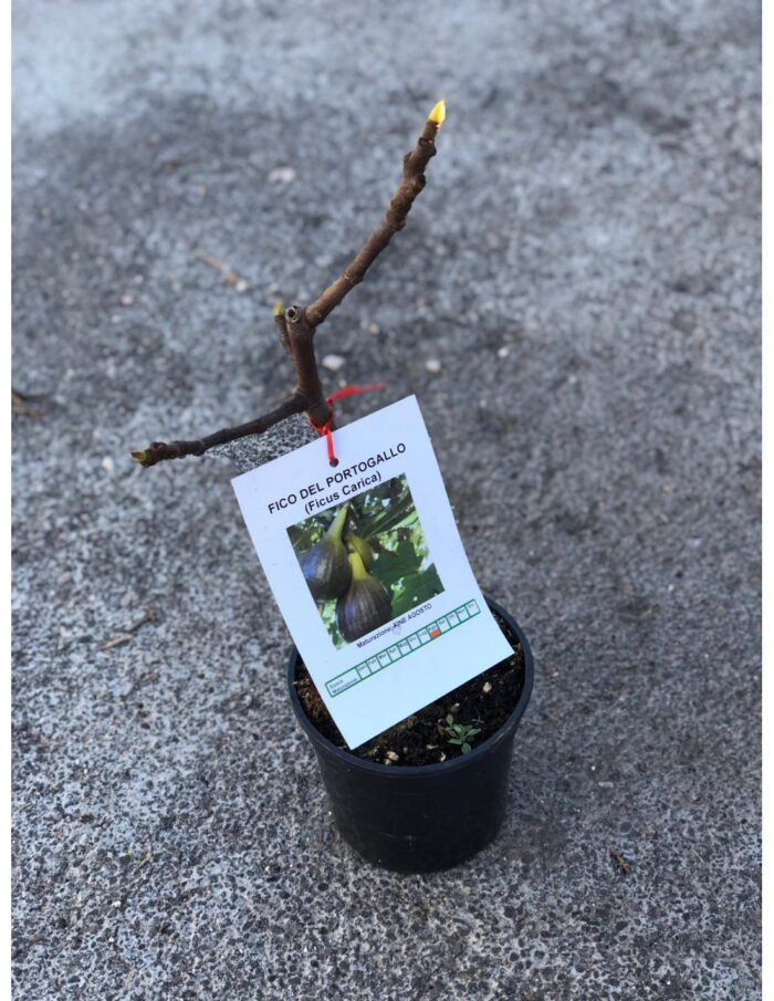 10 Alberi Nani di Fico