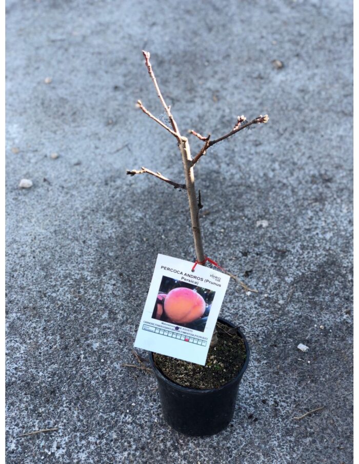 10 Alberi Nani di Pesco Percoca