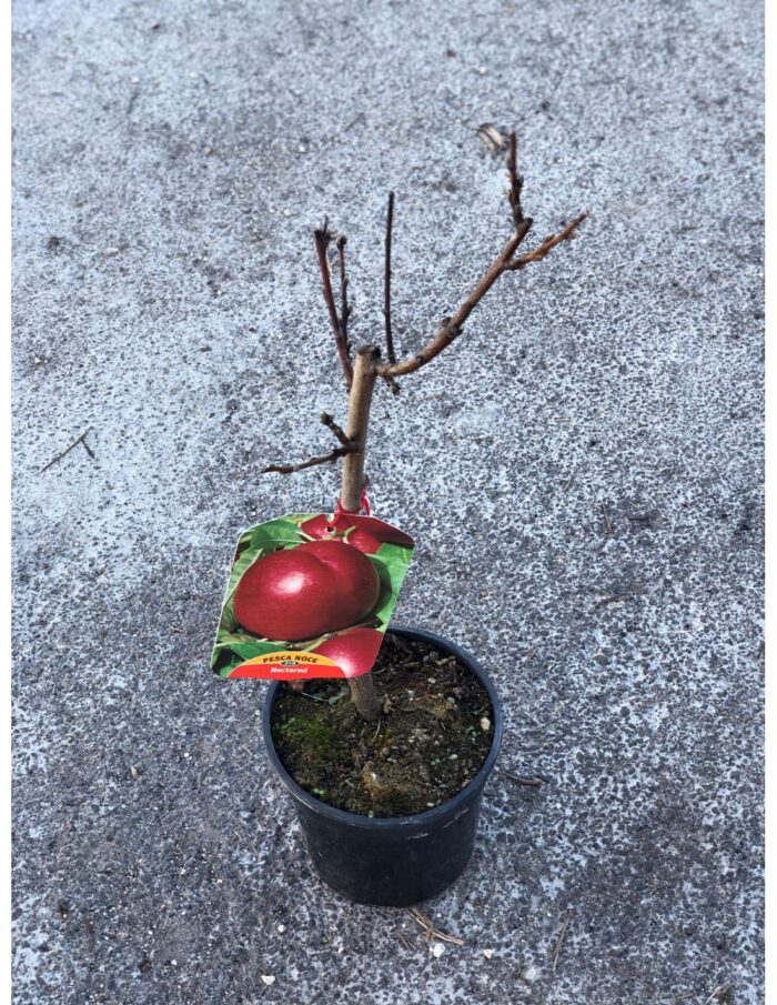 10 Alberi Nani di Pesco