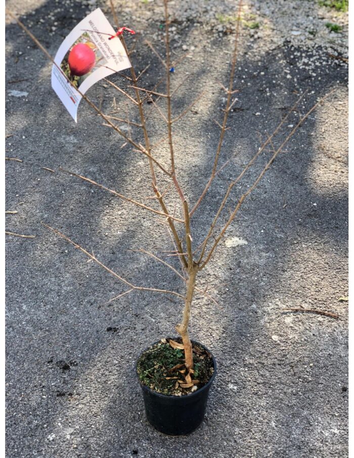 10 Alberi Nani di Melograno