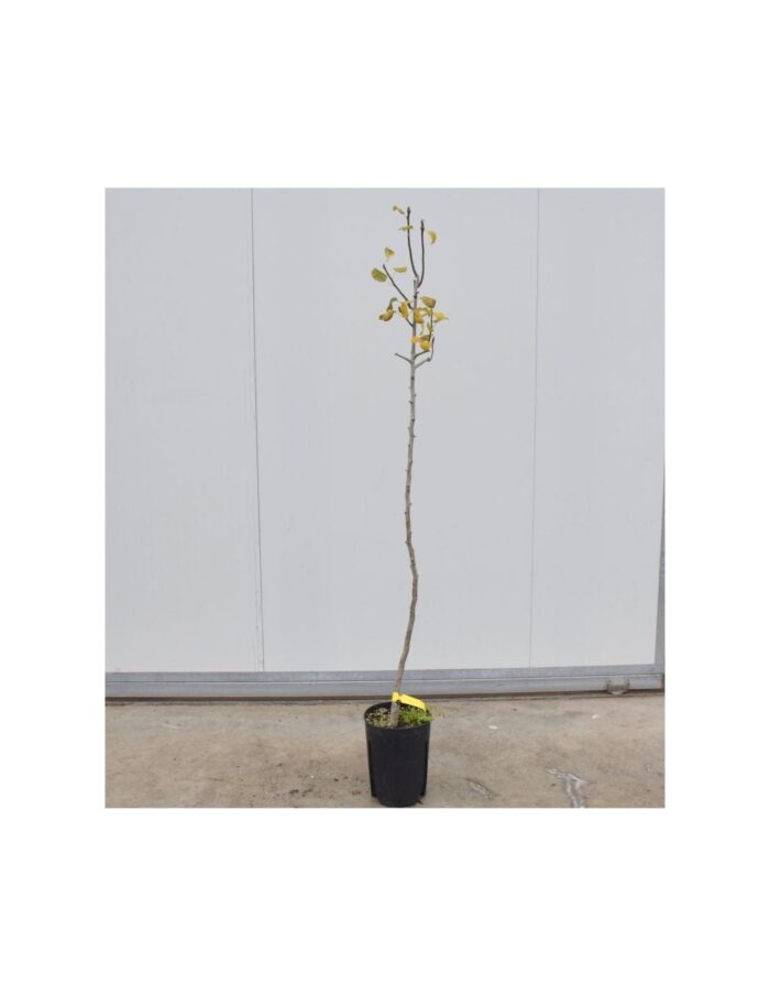 10 Alberi di Pero Williams