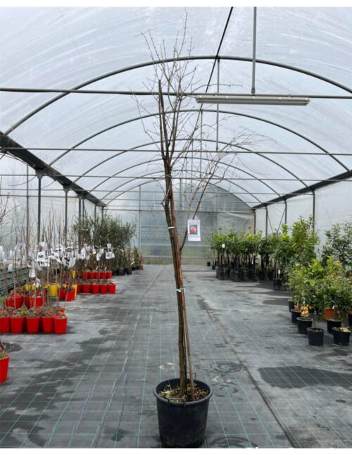 albero melograno