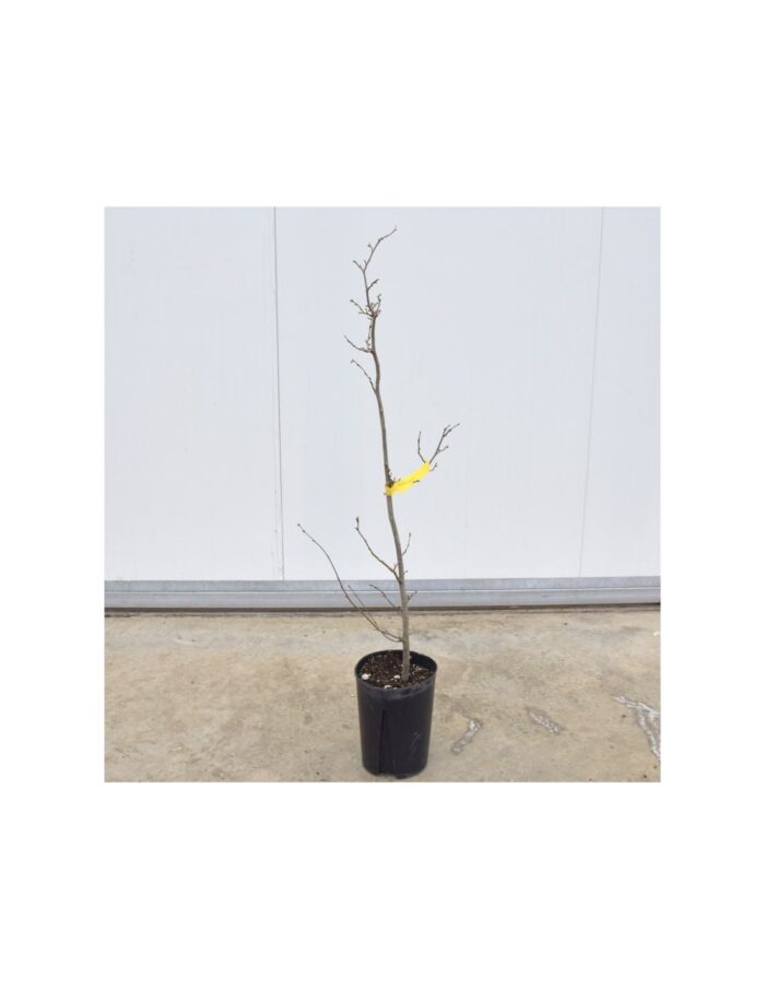 albero nocciolo