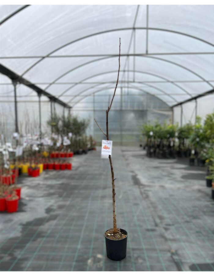 albero del noce
