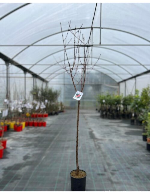 albero del pesco
