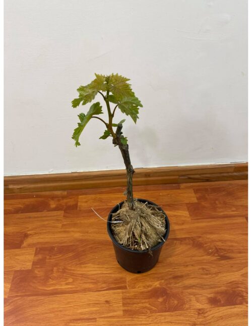 Pianta di uva Baresana