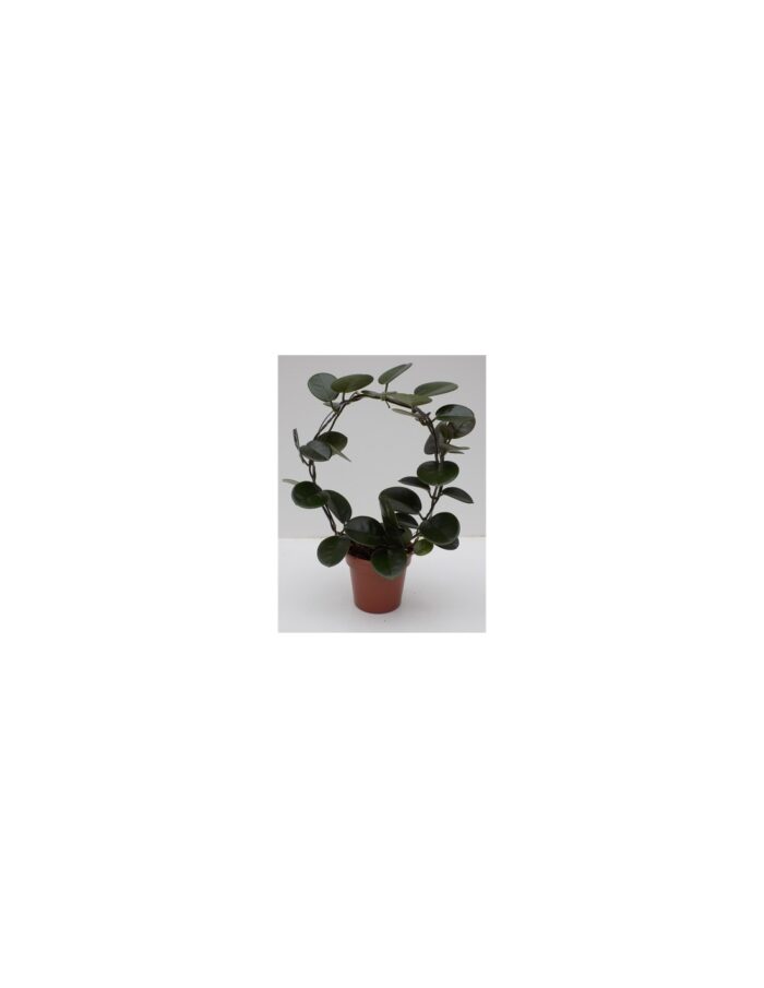 8 Piante Grasse Hoya Australis (forma di arco) Vaso 12cm