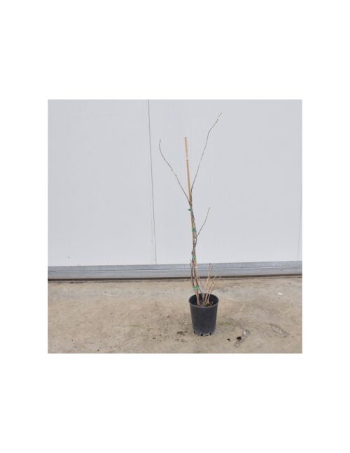 pianta ribes