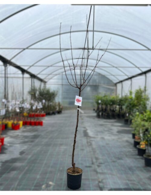 albero susino