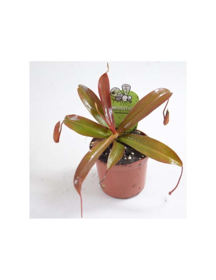 10 Piante Carnivore di Nepenthes Vaso 8.5cm