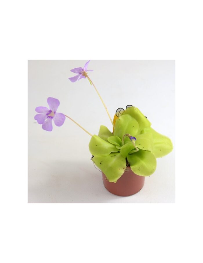 10 Piante Carnivore di Pinguicula Vaso 8.5cm