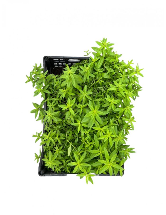 40 Piante di Citronella Vaso 7cm