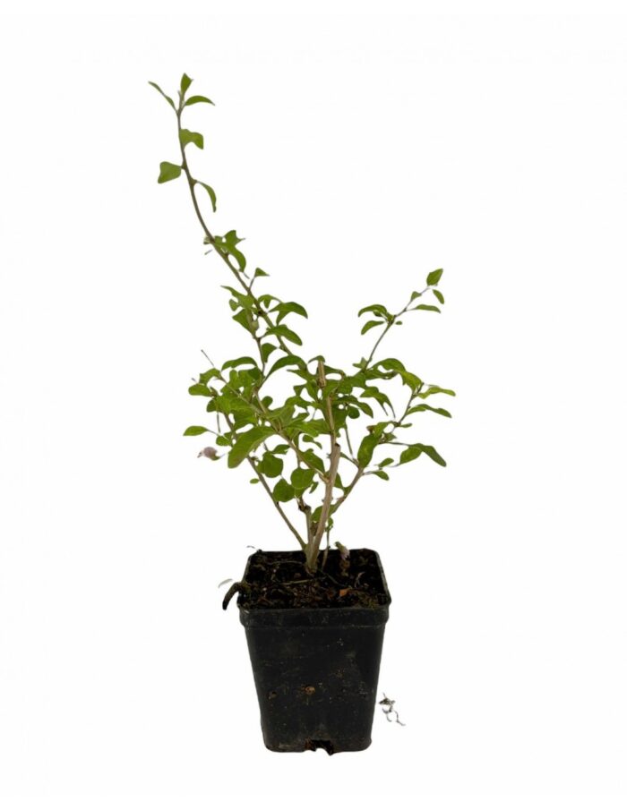 40 Piante di Goji Lycium barbarum Vaso 7cm