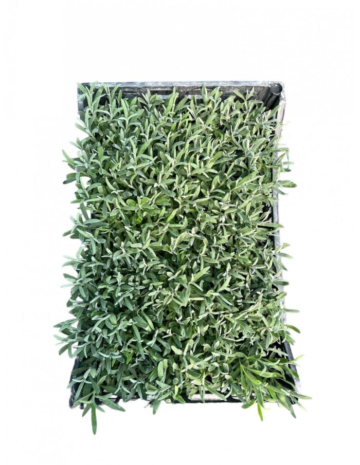 40 Piante di Lavanda Vaso 7cm