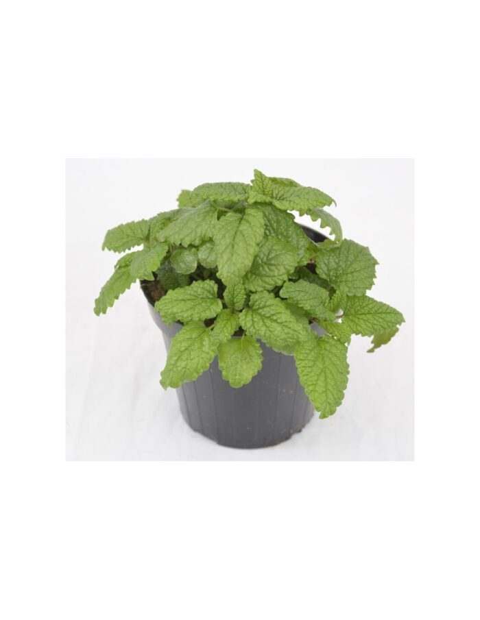 40 Piante di Melissa Vaso 7cm