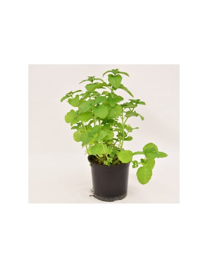40 Piante di Menta Ghiaccio Vaso 7cm