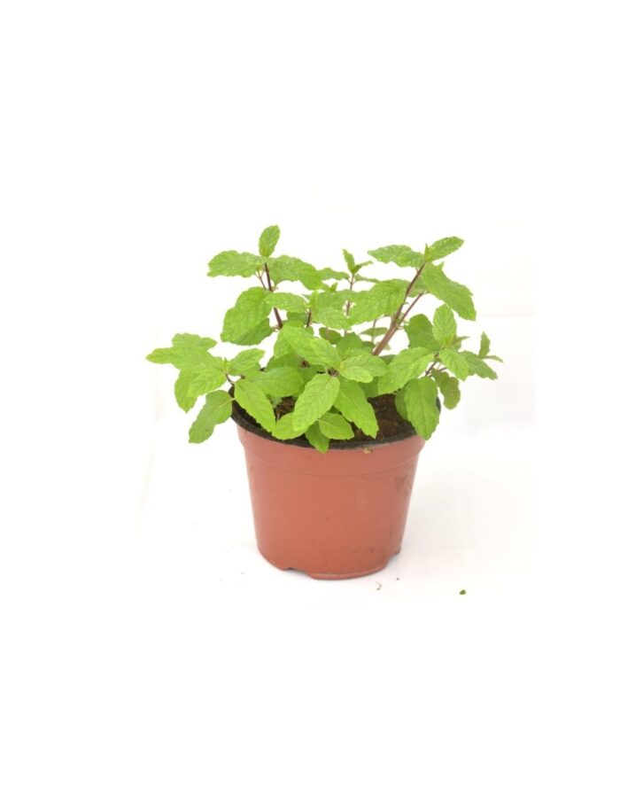 40 Piante di Menta Piperita Vaso 7cm - immagine 2