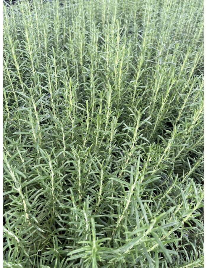 40 Piante di Rosmarino Officinale Vaso 7cm