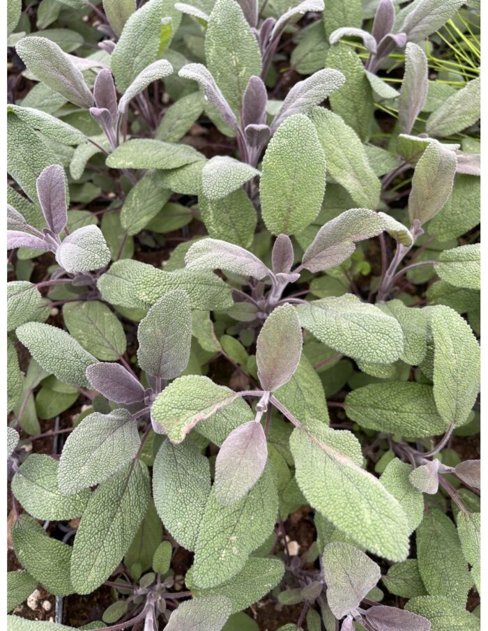 40 Piante di Salvia Purpurea Vaso 7cm