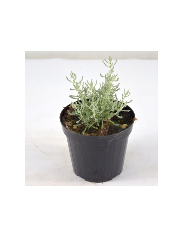 40 Piante di Stevia Vaso 7cm