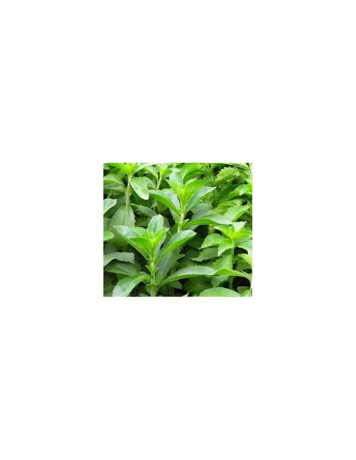 40 Piante di Stevia Vaso 7cm - immagine 2