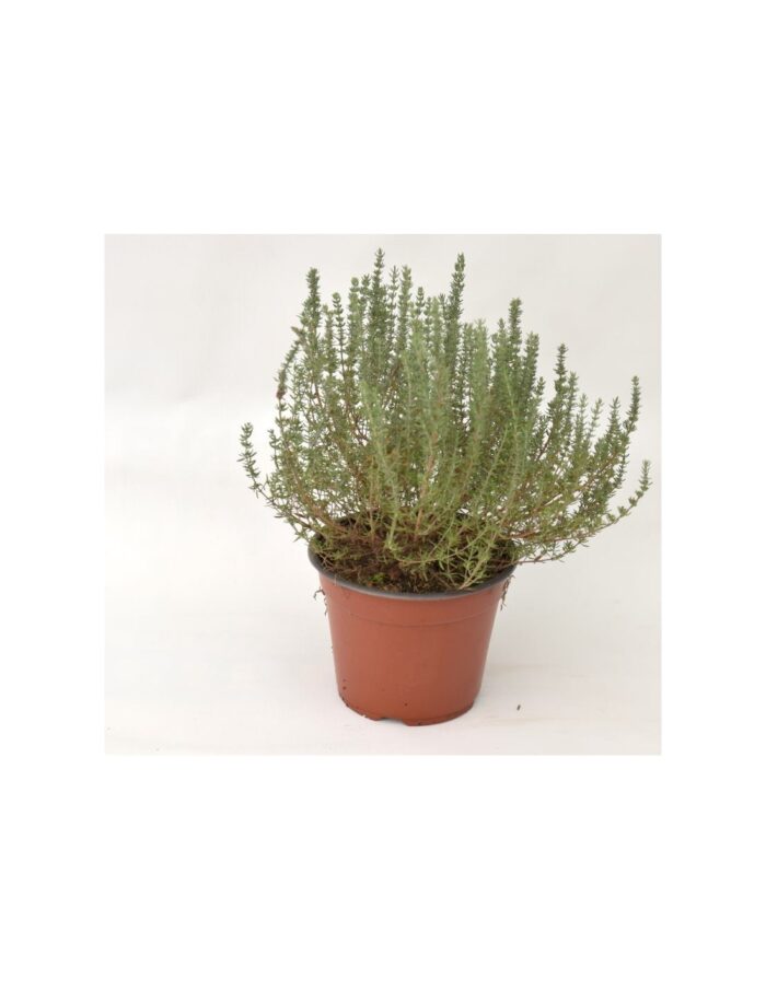 40 Piante di Timo Vaso 7cm