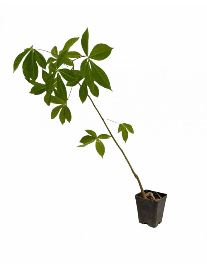 40 Piante di Chorisia Vaso 7cm