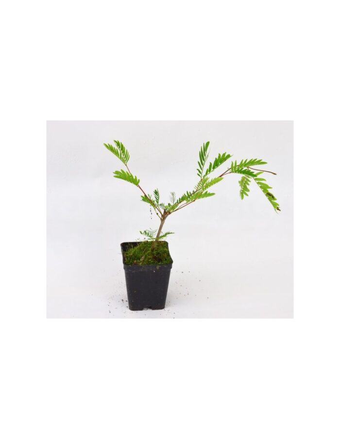 40 Piante di Albizia Vaso 7cm