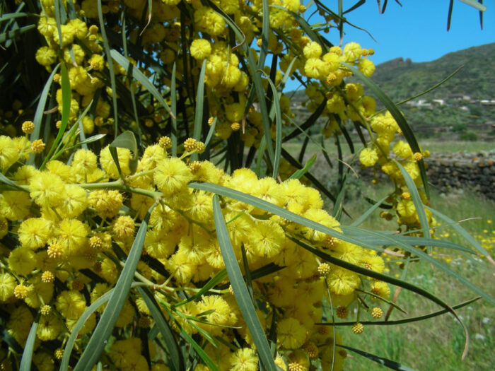 40 Piante di Acacia Saligna Vaso 7cm
