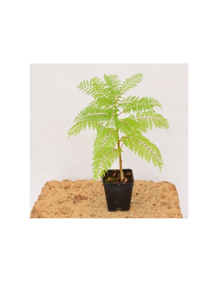 40 Piante di Jacaranda Vaso 7cm