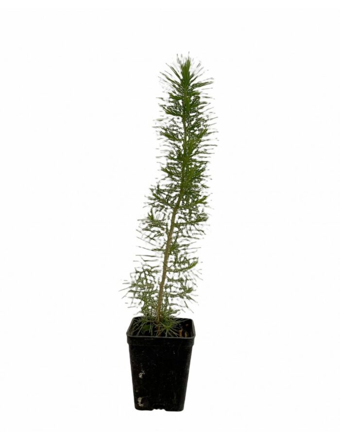 40 Piante di Pino halepensis Vaso 7cm